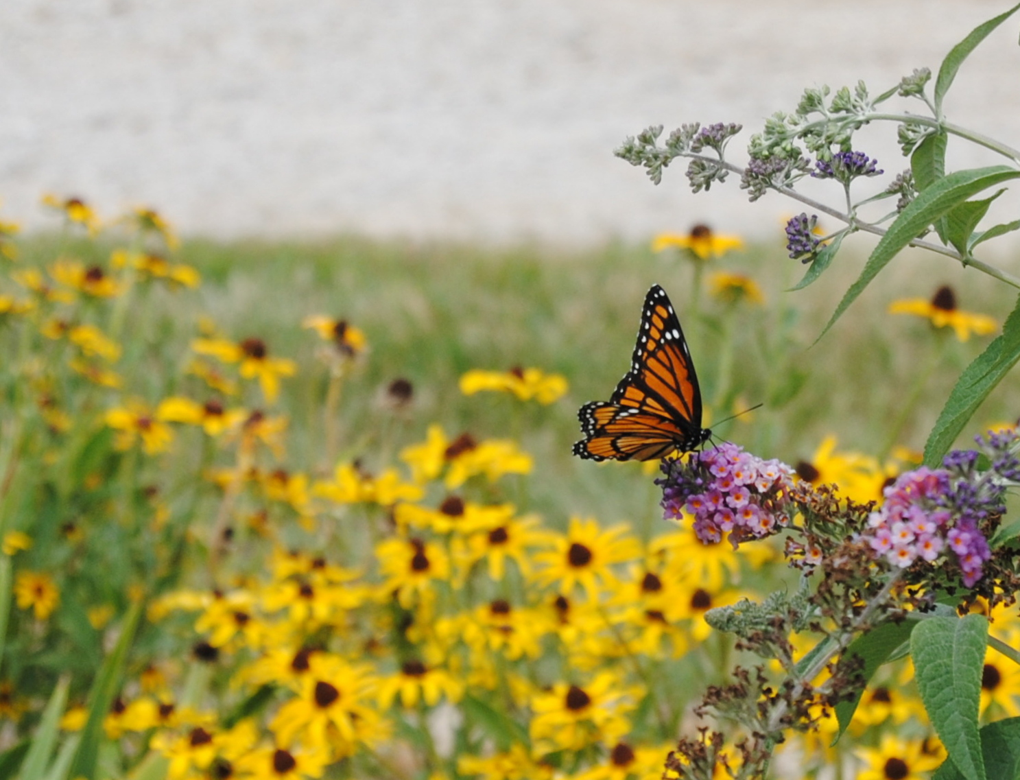 Flying Flower and Tethered Butterflies by Kim · 365 Project