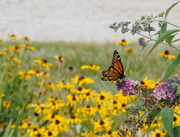 16th Jul 2014 - Flying Flower and Tethered Butterflies
