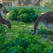 Kangaroos' dinner  by gosia