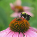 Bee ontop of a coneflower by rminer