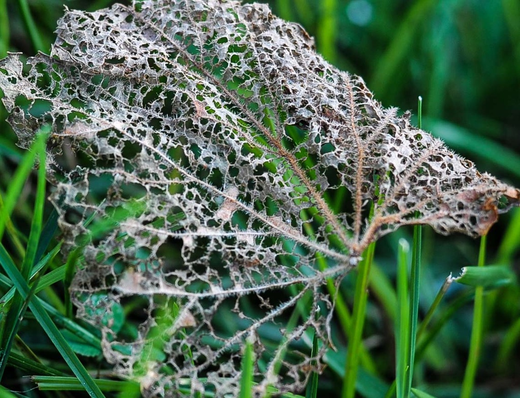 Nature's lace by loweygrace