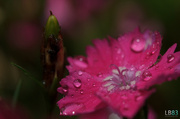 18th Jul 2014 - Droplets on Pink Flower