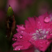 Droplets on Pink Flower by leonbuys83