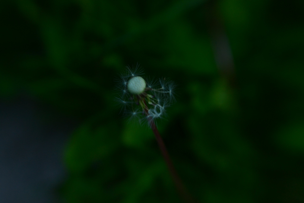 Lensbaby - Dandelion seed head  by ziggy77