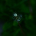 Lensbaby - Dandelion seed head  by ziggy77