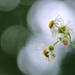 Tiny Flowers by lynnz