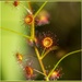 Gumtree flowers by gosia