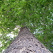 Tall Tree by julie