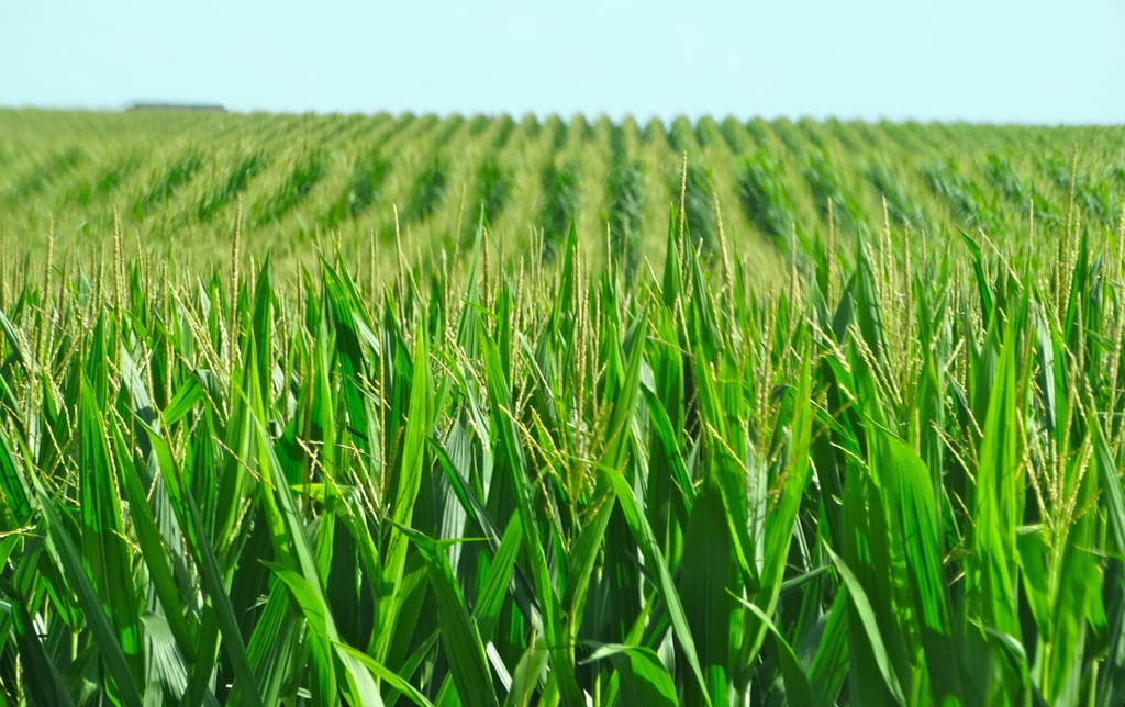 Illinois Corn Fields  by khawbecker