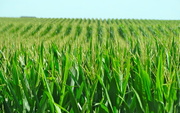 18th Jul 2014 - Illinois Corn Fields 
