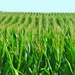 Illinois Corn Fields  by khawbecker