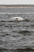 18th Jul 2014 - The beluga fluke.