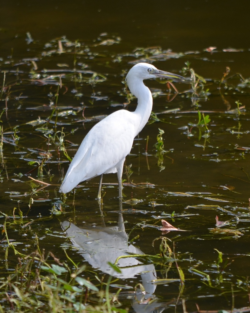 Egret by congaree