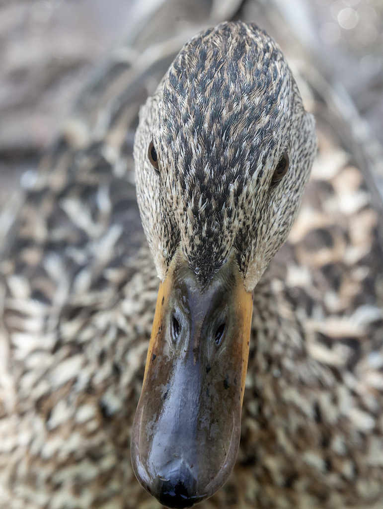 Up Close with a Duck by gardencat