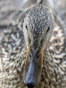 20th Jul 2014 - Up Close with a Duck