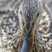 Up Close with a Duck by gardencat