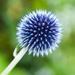 18th July 2014    -Spikey blue ball by pamknowler