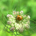 Ladybug home? by fayefaye