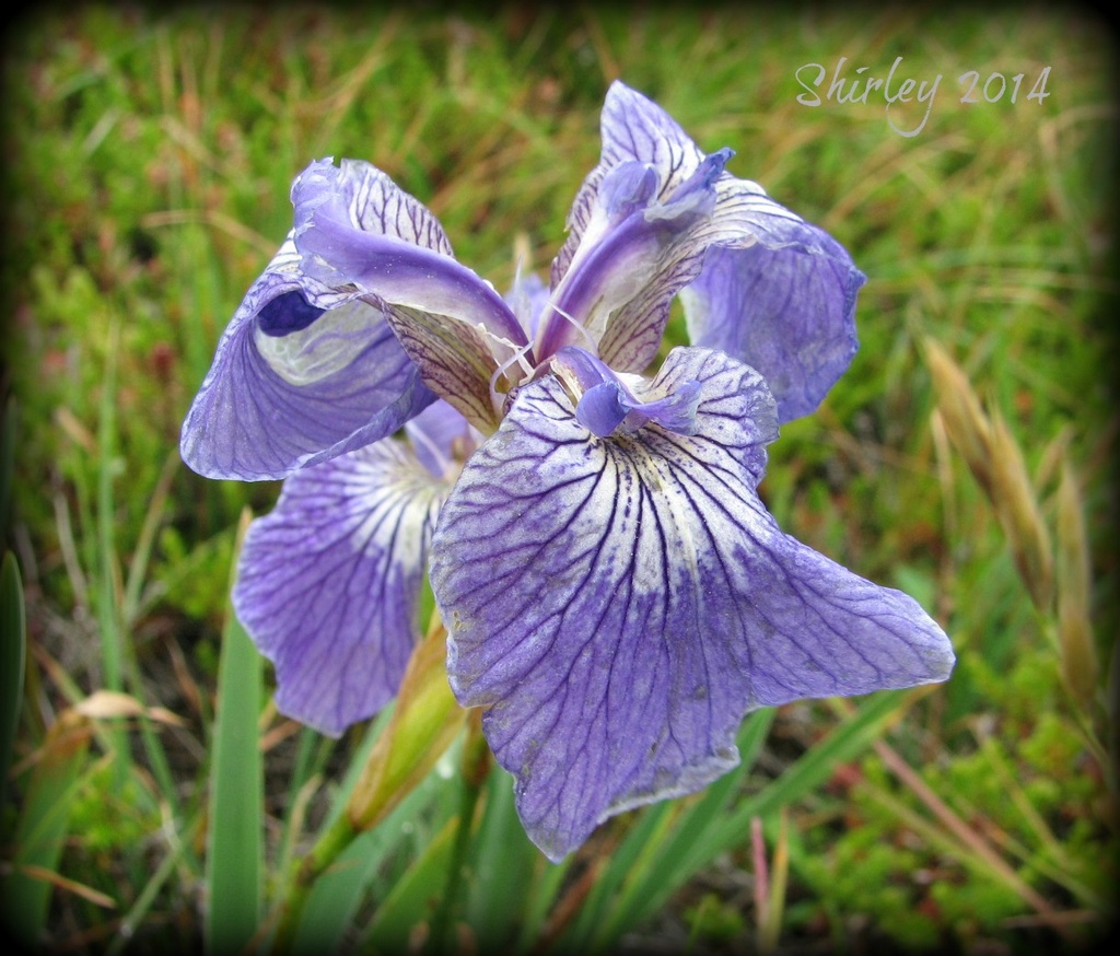 wild iris by mjmaven