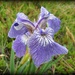wild iris by mjmaven