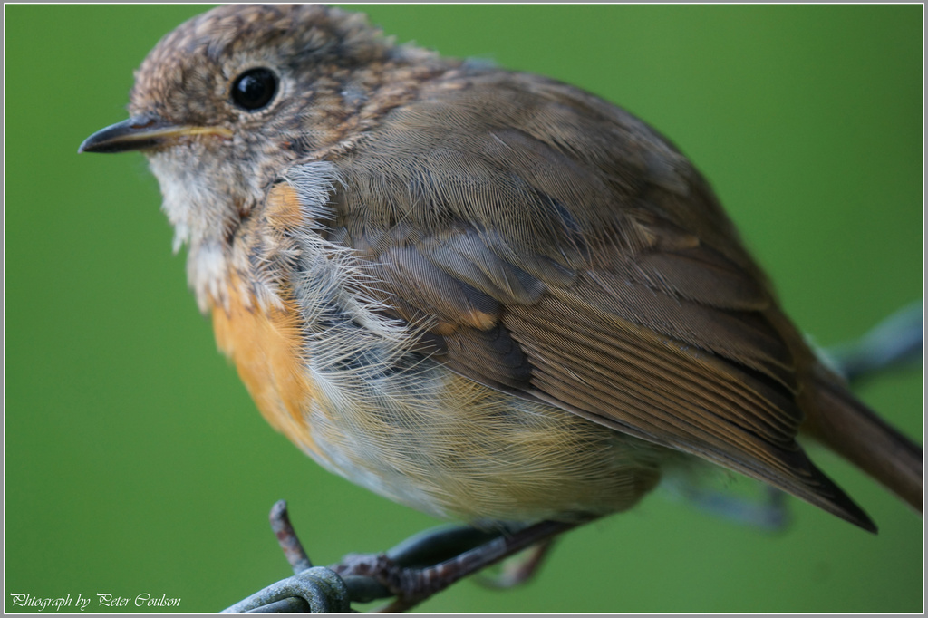 Baby Robin by pcoulson
