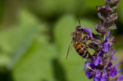 19th Jul 2014 - Bee on Salvia