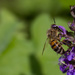 Bee on Salvia by leonbuys83