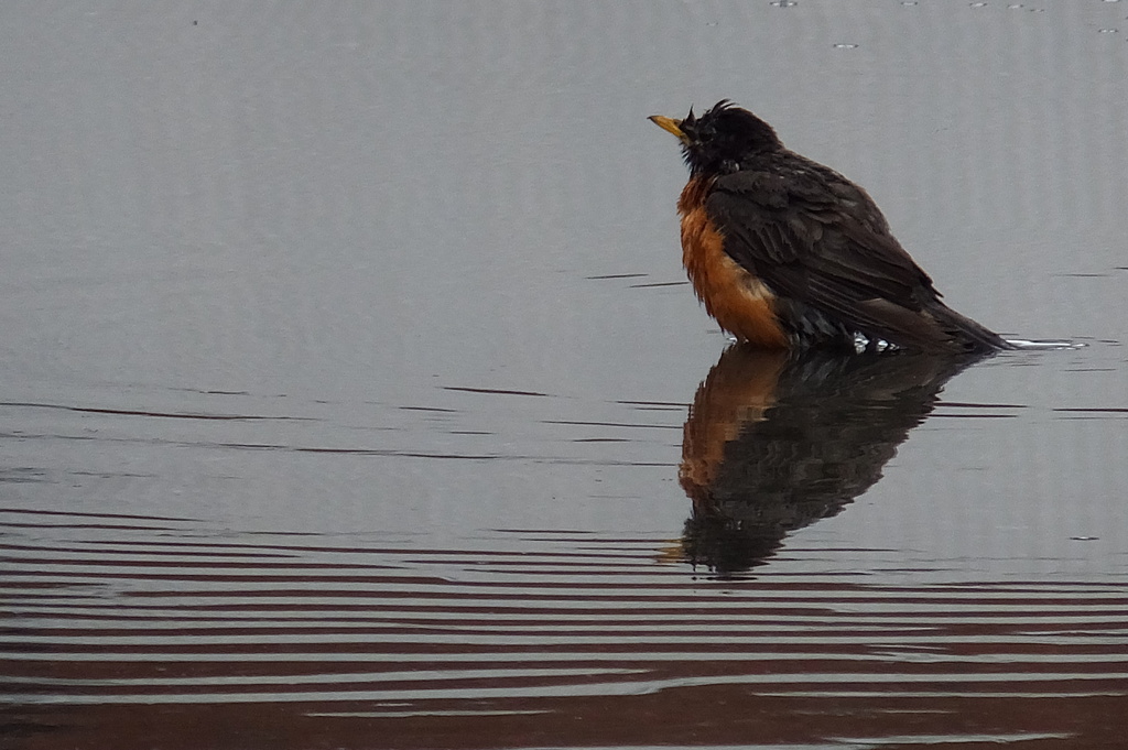 Soaked to the Feathers by linnypinny