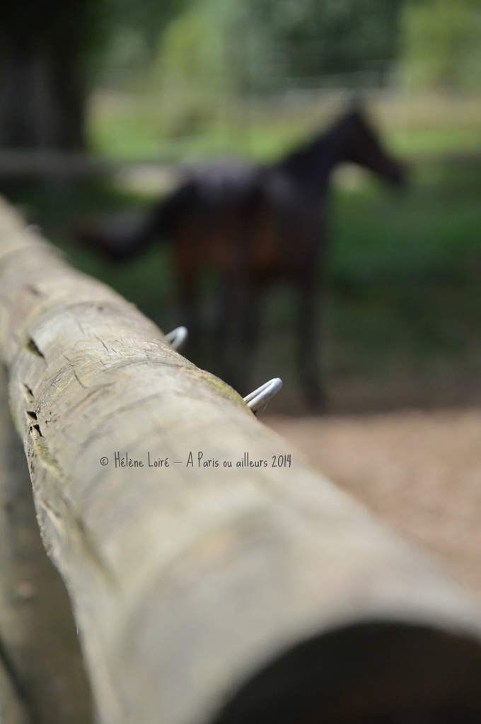 The fence and the horse  by parisouailleurs