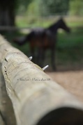 19th Jul 2014 - The fence and the horse 