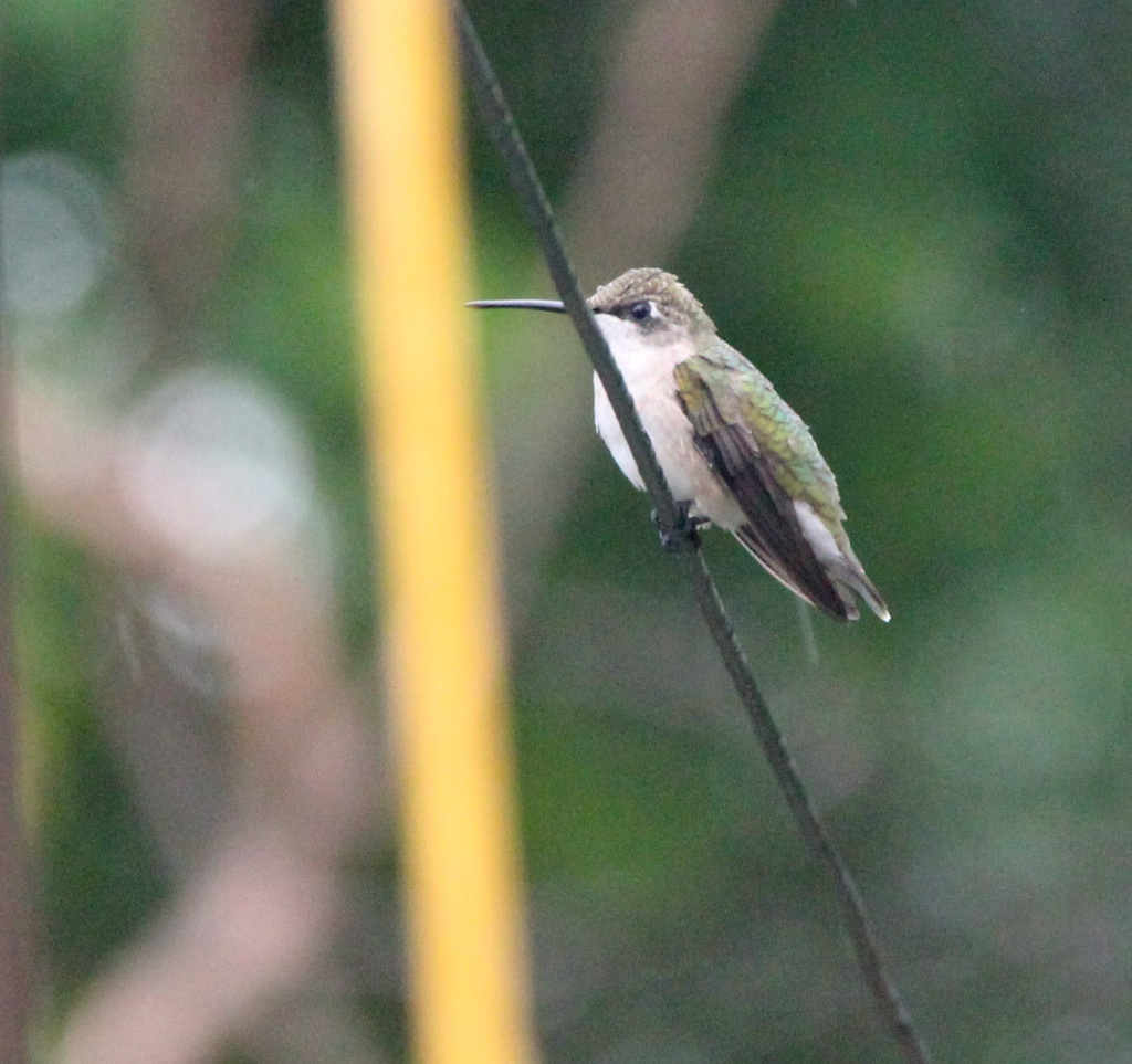 Return of the hummingbird by randystreat