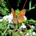 Šareni leptir by vesna0210
