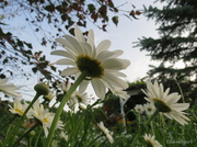 20th Jul 2014 - Daisies in the sky