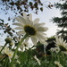 Daisies in the sky by radiogirl