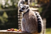 8th Dec 2012 - Lemur Whipsnade zoo