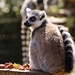 Lemur Whipsnade zoo by bizziebeeme