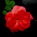 Pink Rose At Night by randy23