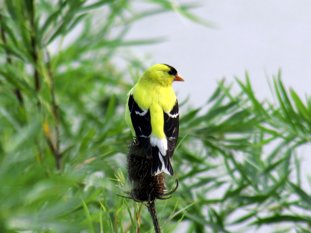 Goldfinch Checking Out The Area by randy23