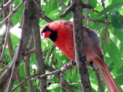16th Jul 2014 - Cardinal Checking Out The Area
