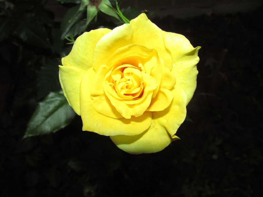 Yellow Rose At Night by randy23