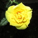 Yellow Rose At Night by randy23