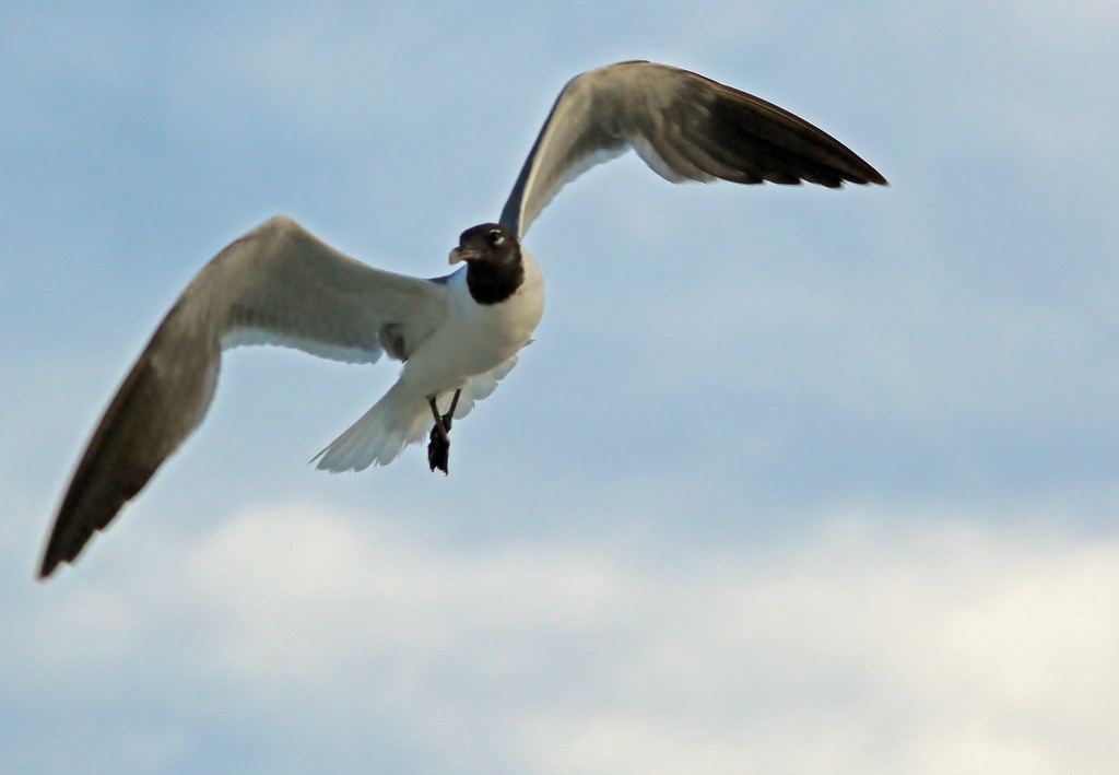 Seagull by hondo