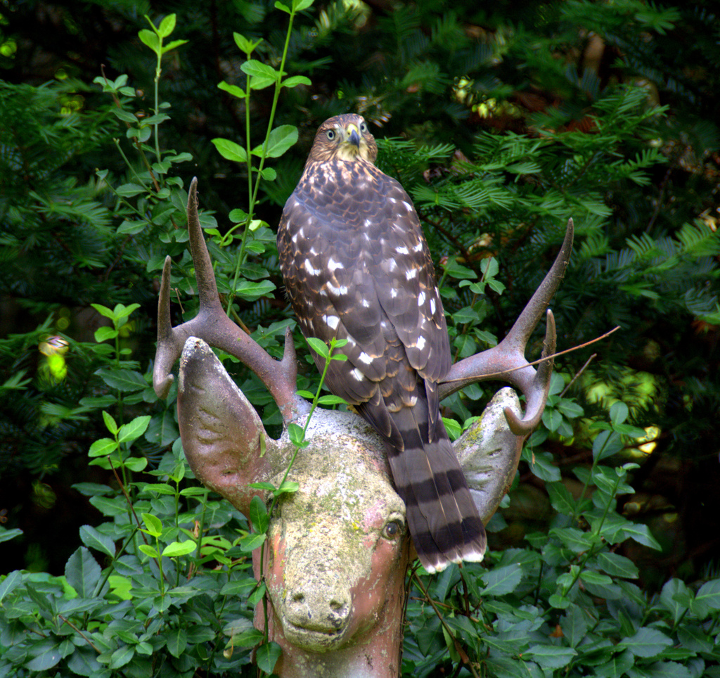 the deer and hawk regarded each other by vankrey