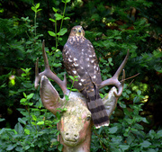 19th Jul 2014 - the deer and hawk regarded each other