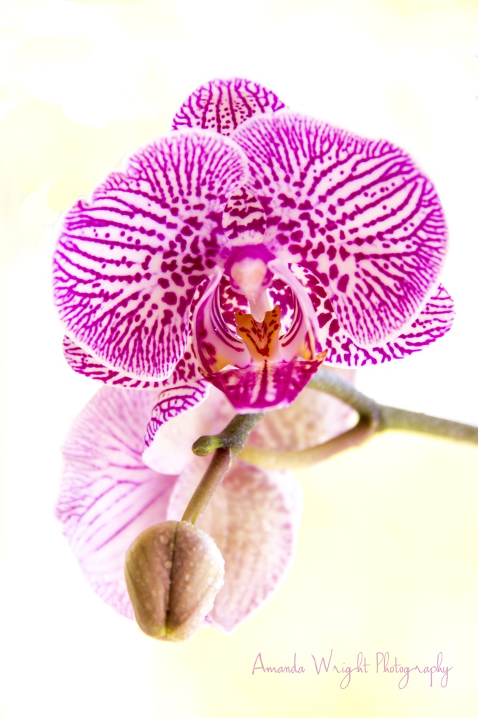orchid spray  by corymbia