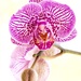 orchid spray  by corymbia