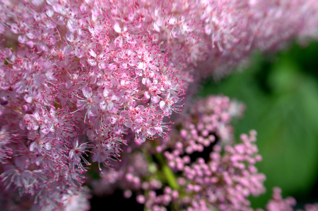 pink fluff by vankrey