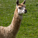 I am Llama by gosia