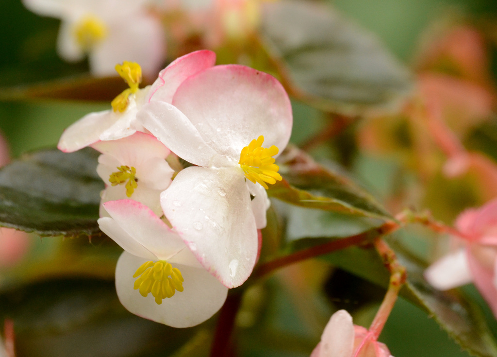 Begonia by francoise