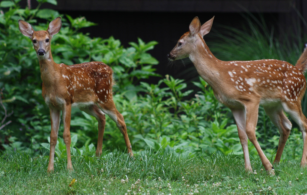 Little fawns by mittens